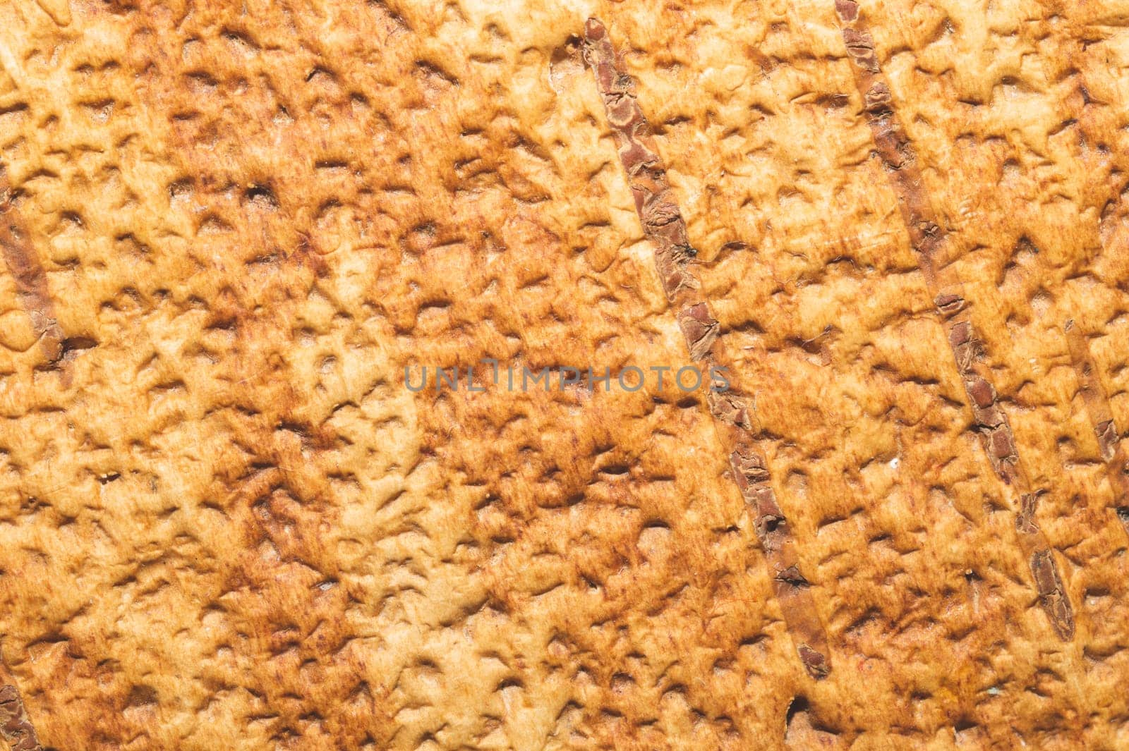 Birch bark macro texture. wooden background