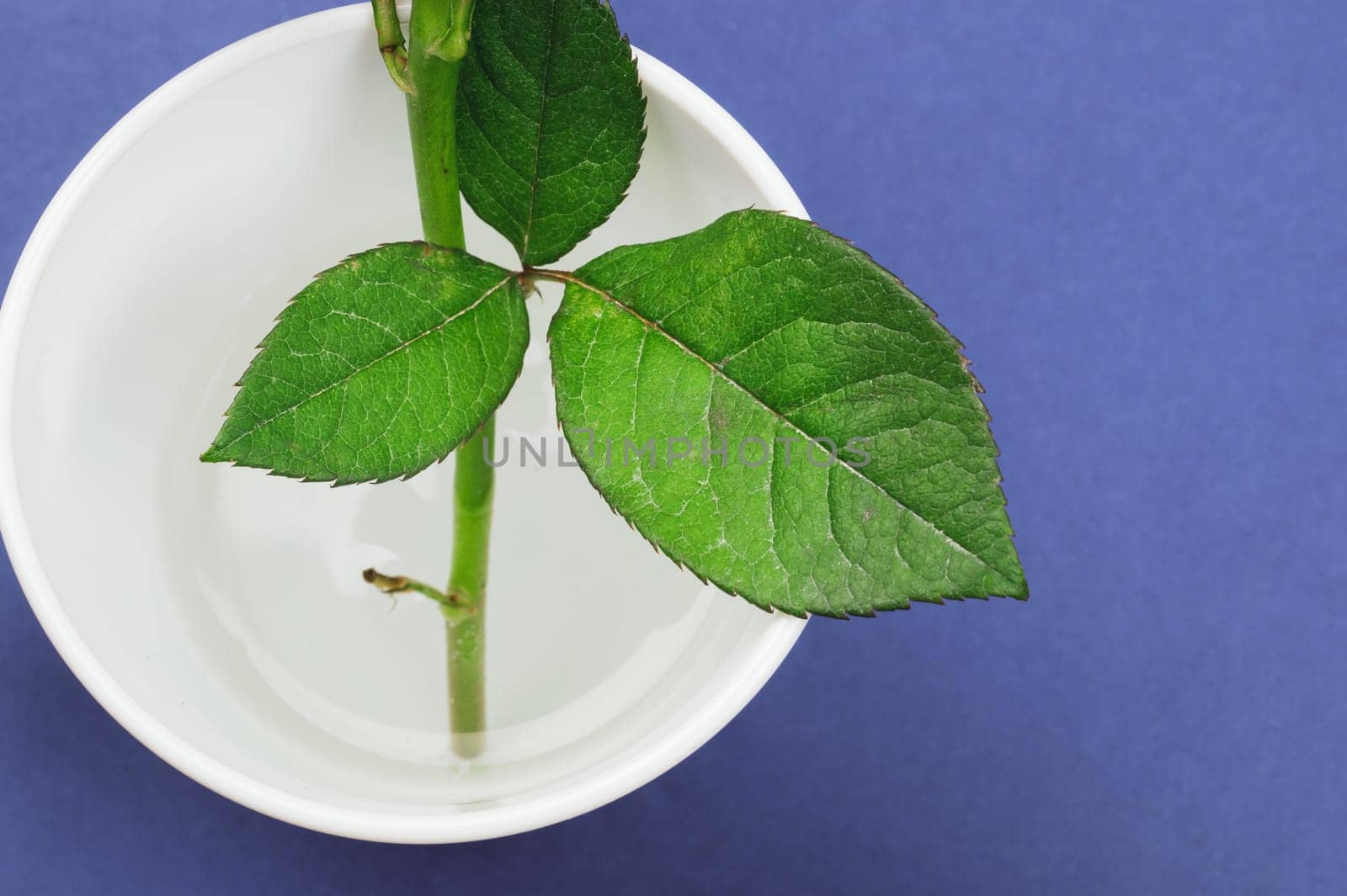 Green leaves of a home plant. sprout in water. color background with copy space