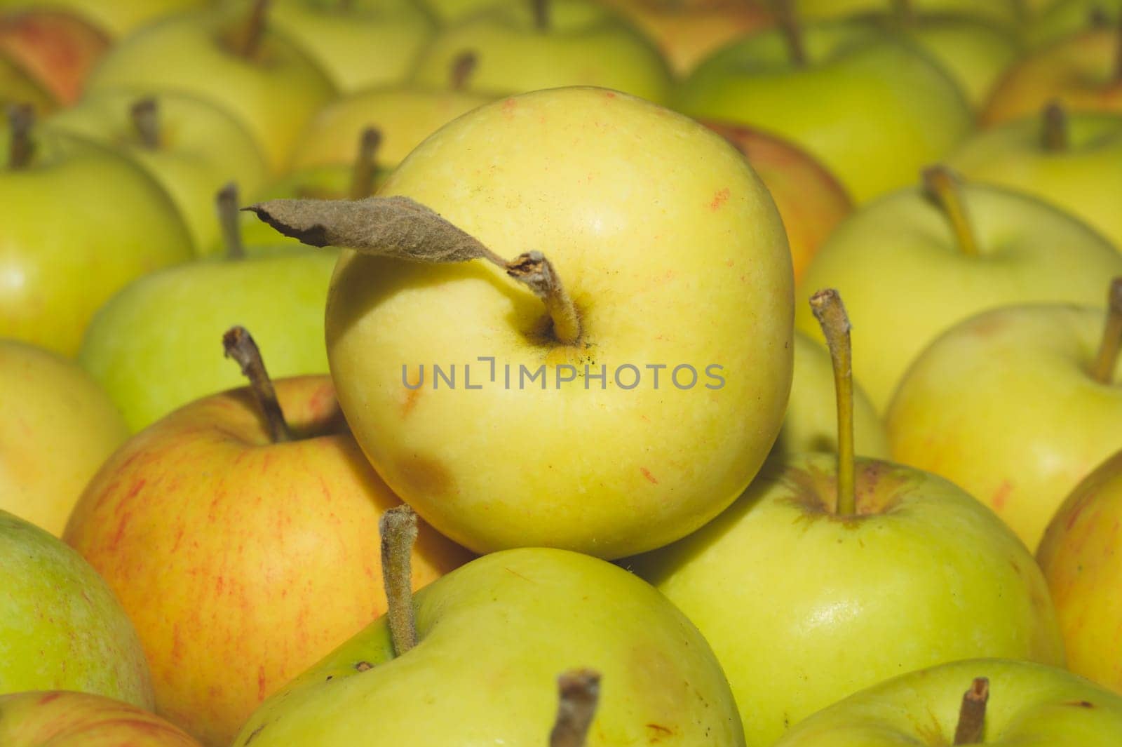Many apples background. fresh fruits. organic healthy food. vegetarian nutrition