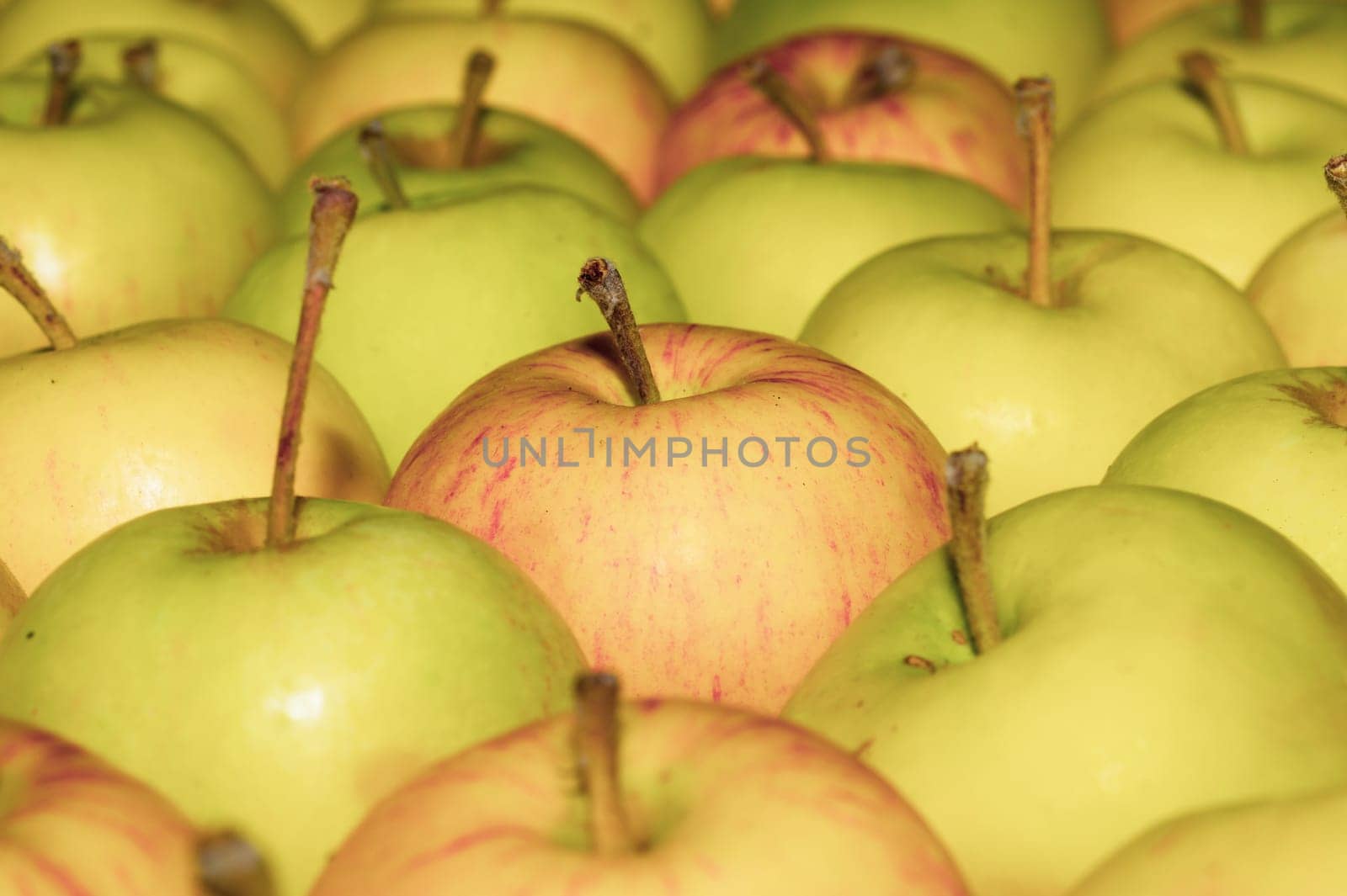 Many apples background. fresh fruits. organic healthy food. vegetarian nutrition