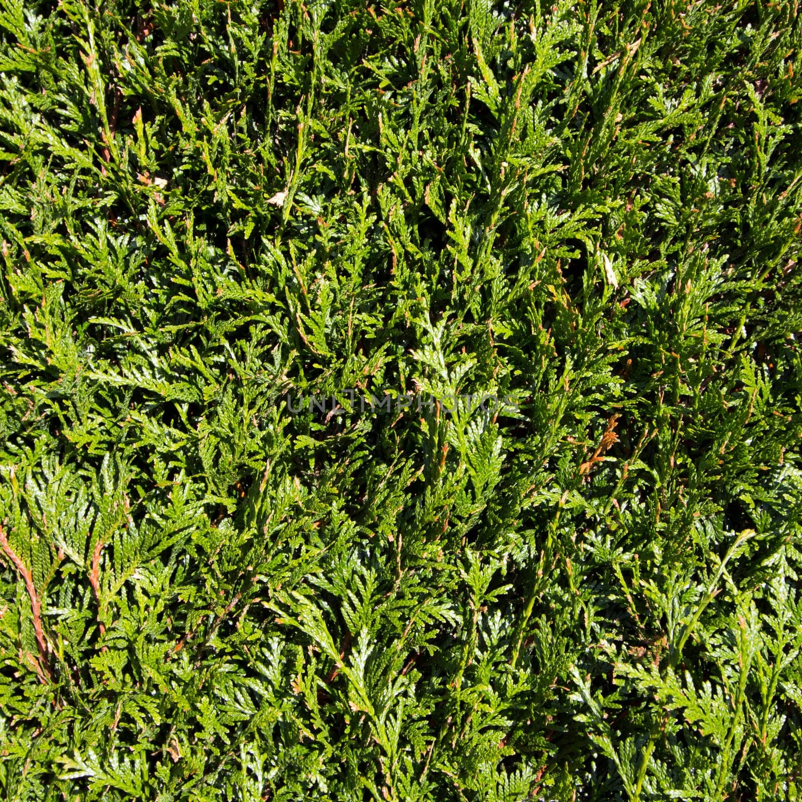 detail of green hedge