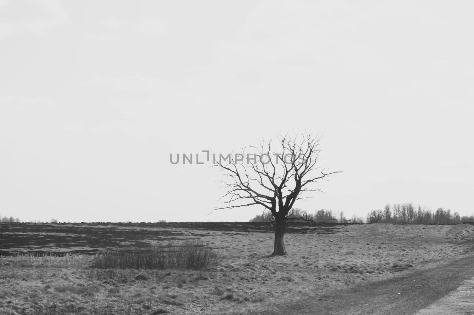Lonely tree in the middle of a field. meadow with solitary dry tree background