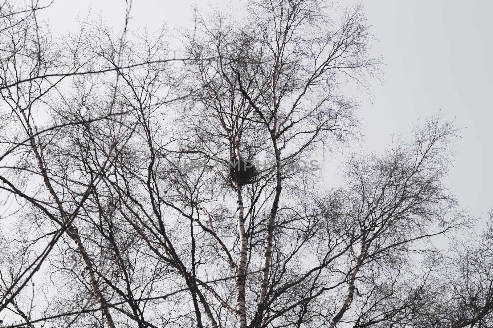 Bird nest on the tree branch in the forest. birch tree
