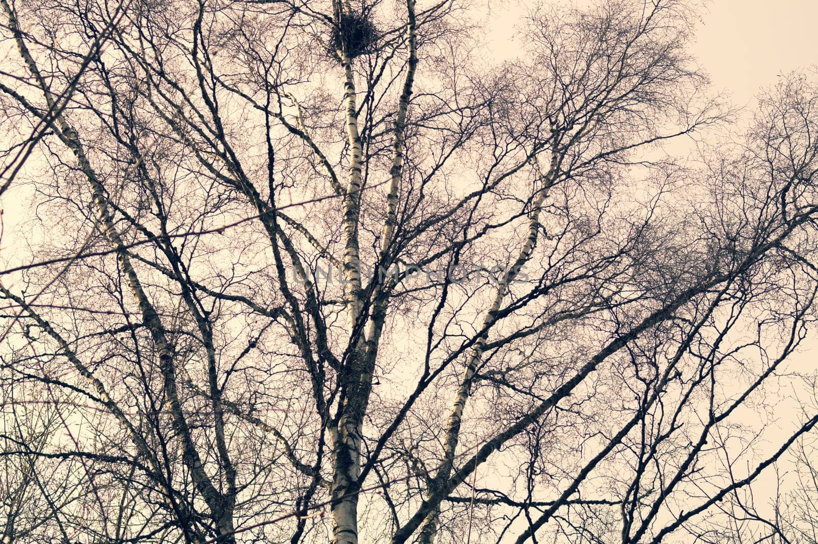 Bird nest on the tree branch in the forest. birch tree
