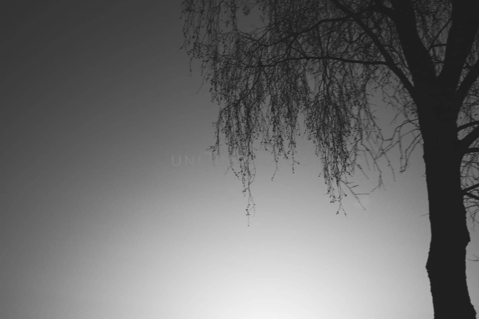 Tree against the sky. tree silhouette. branch tree on the sky background. copy space
