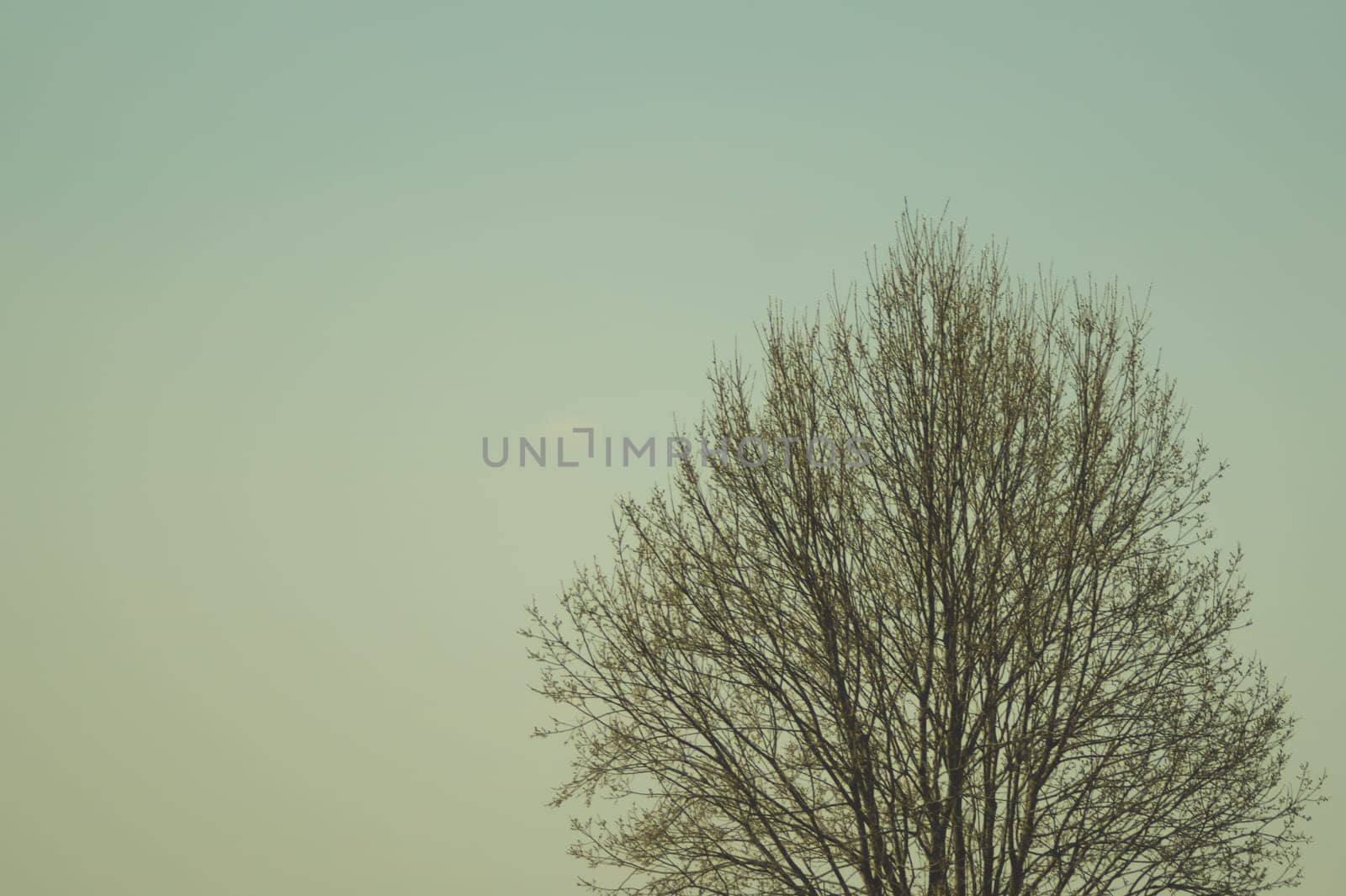 Tree against the sky. branch tree on the sky background. copy space