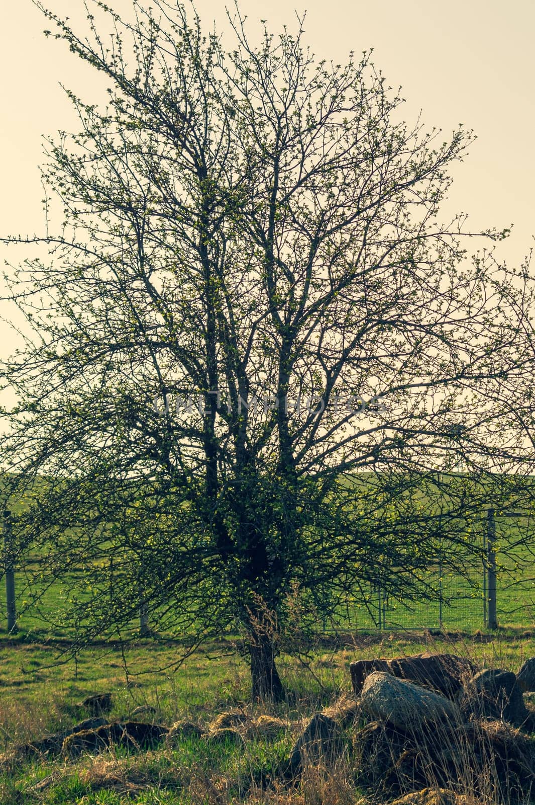 Lonely tree in the middle of a field. meadow with solitary dry tree background