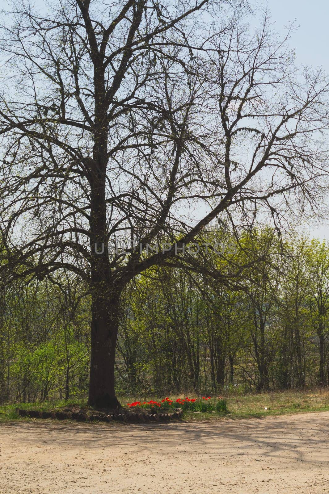 Lonely tree in the middle of a field. meadow with solitary dry tree background