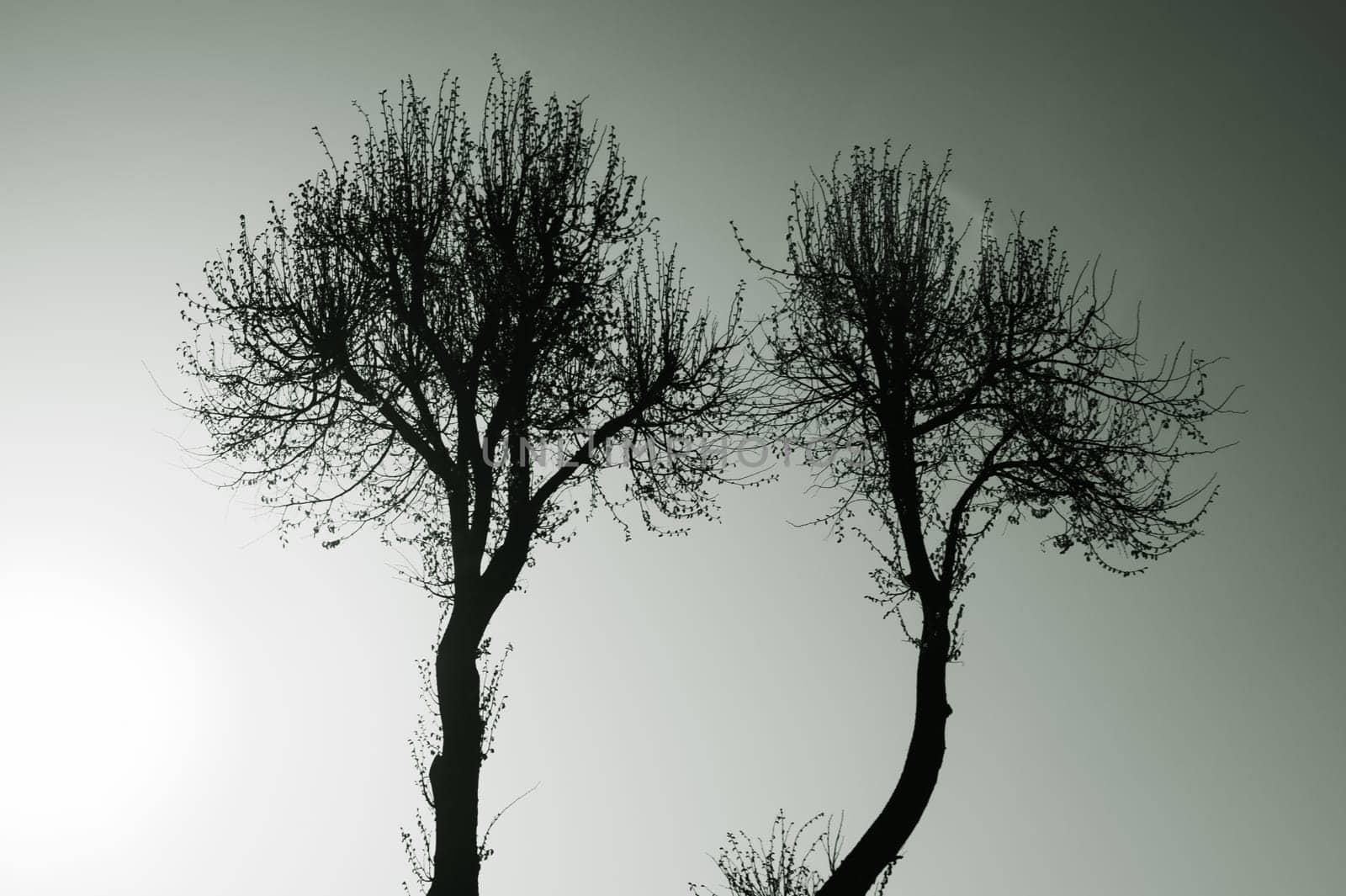 Tree against the sky. tree silhouette. branch tree on the sky background. copy space