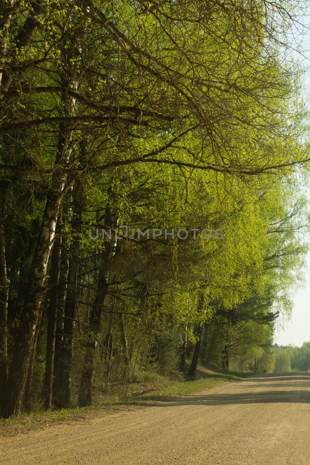 Forest road. way through the forest. country roadway