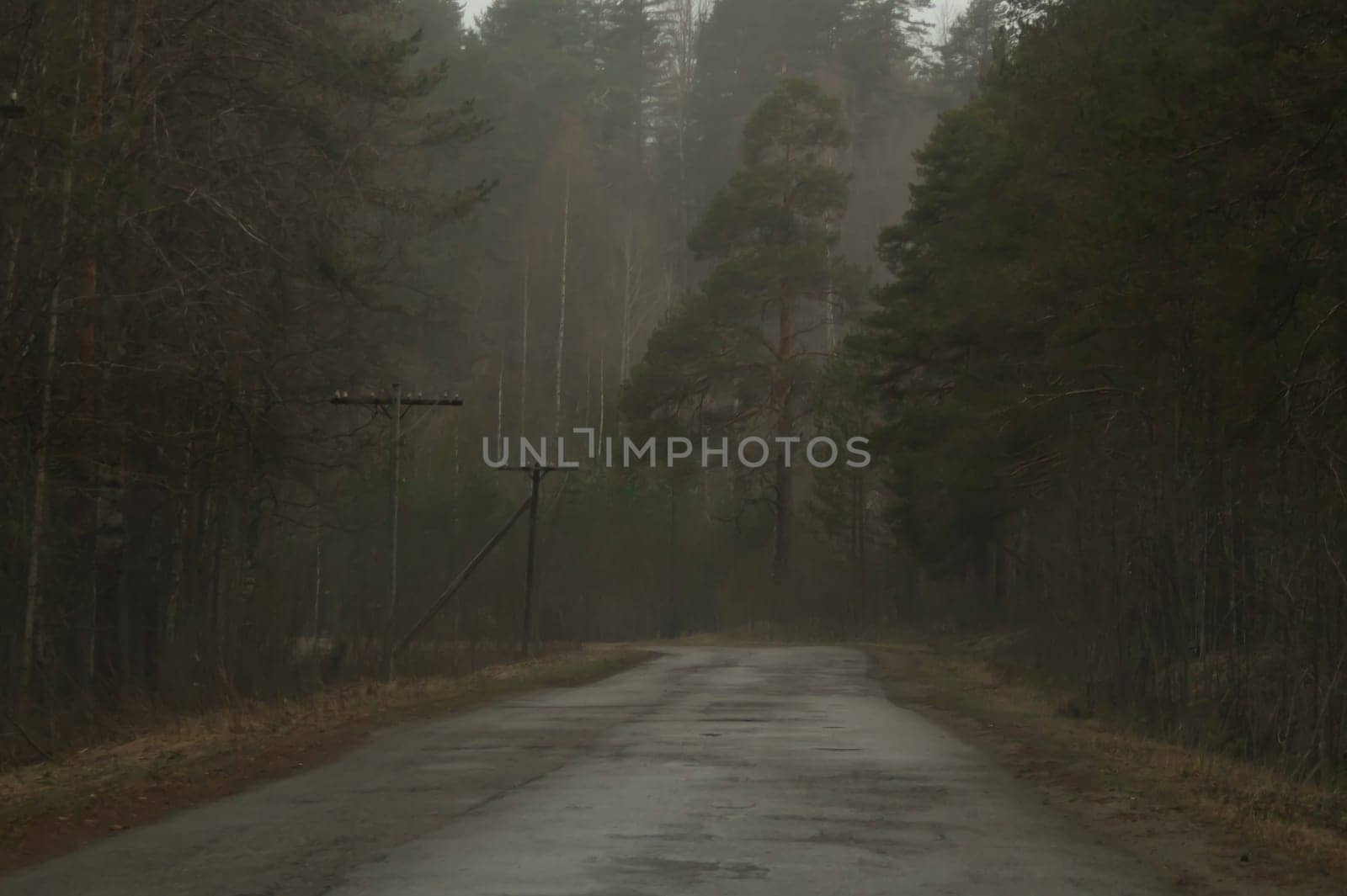Country road through the forest in foggy overcast day