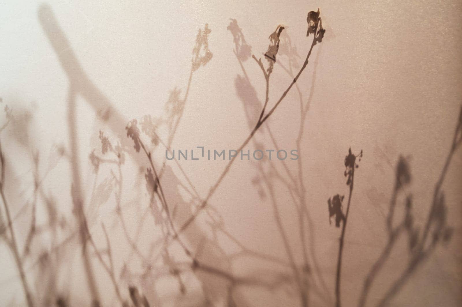 japan style background. silhouette of branches behind a curtain