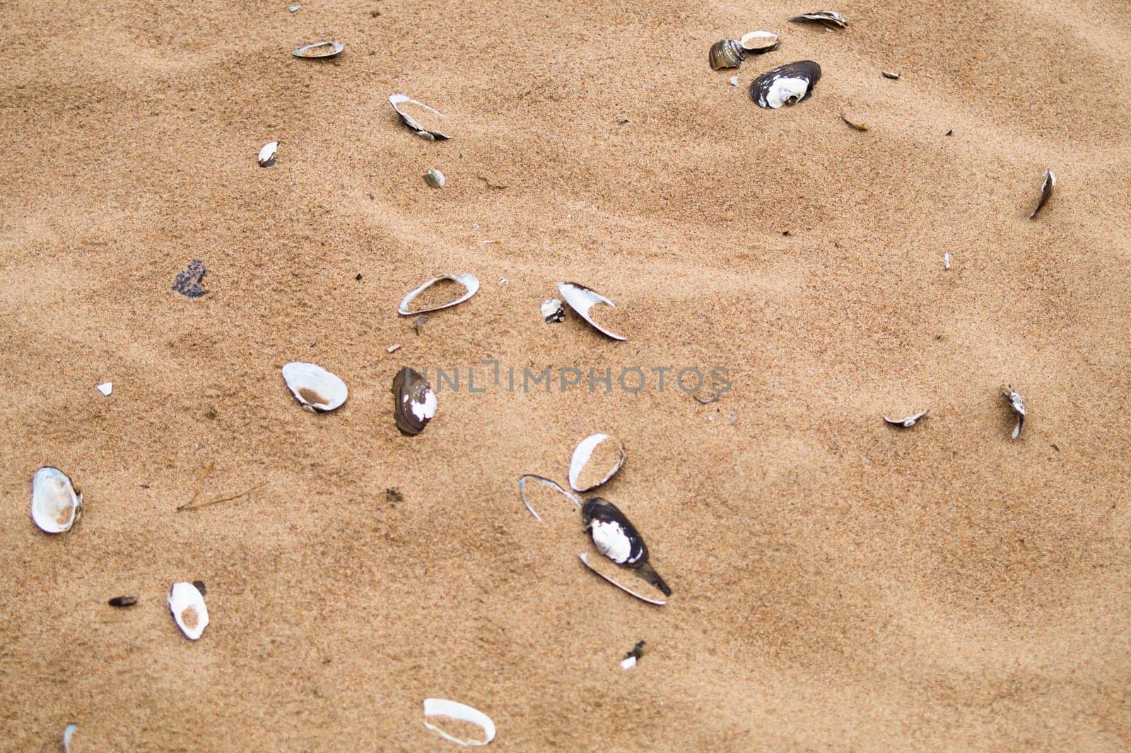 Sea shells on sand. summer beach background. top view