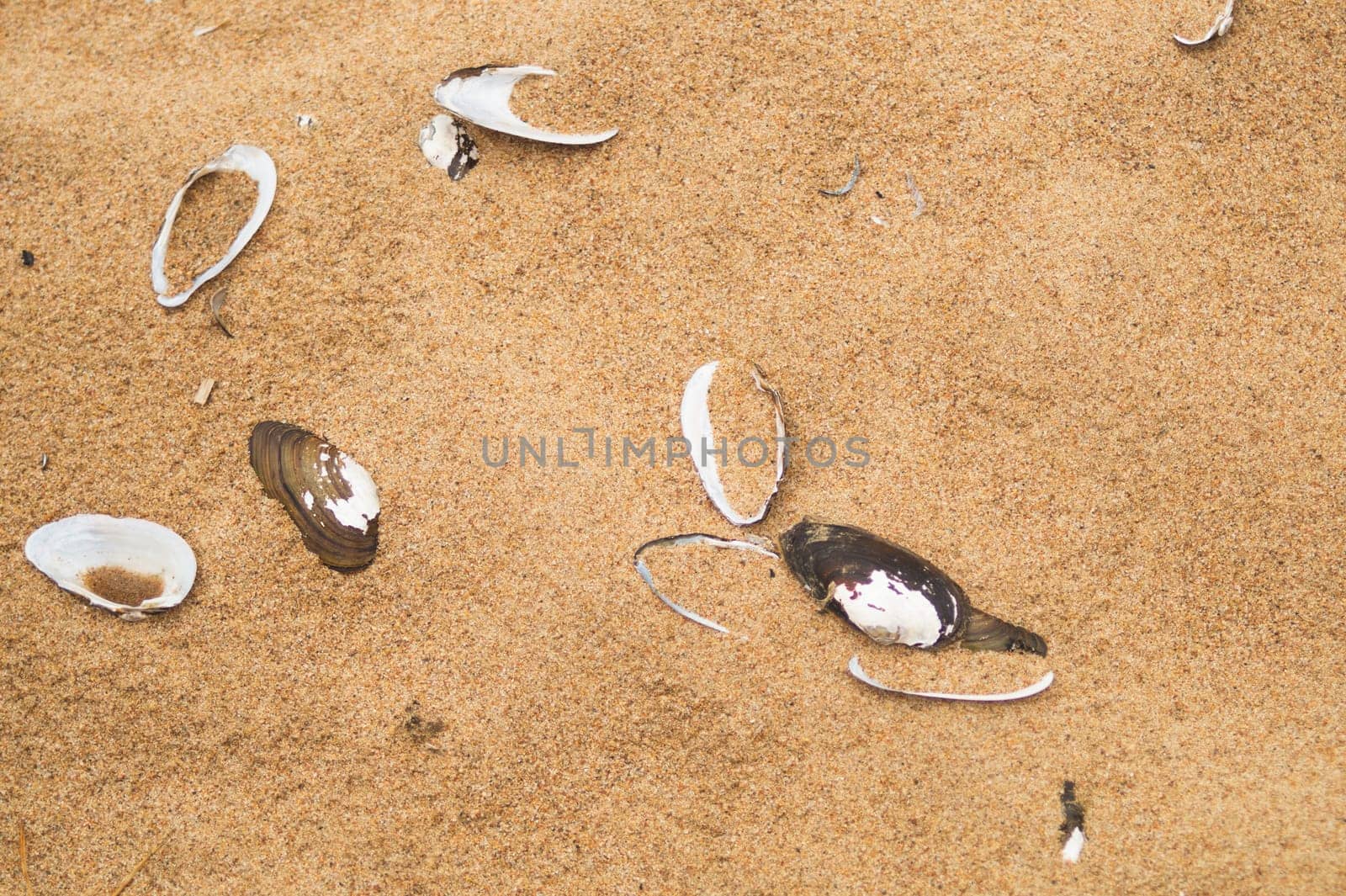 Sea shells on sand. summer beach background. top view