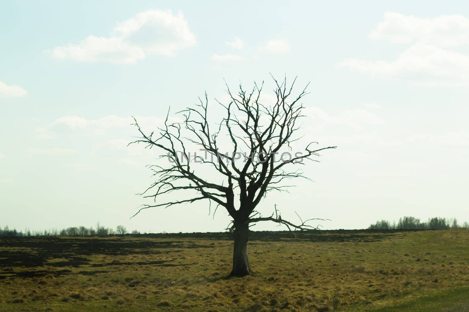 Lonely tree in the middle of a field. meadow with solitary dry tree background