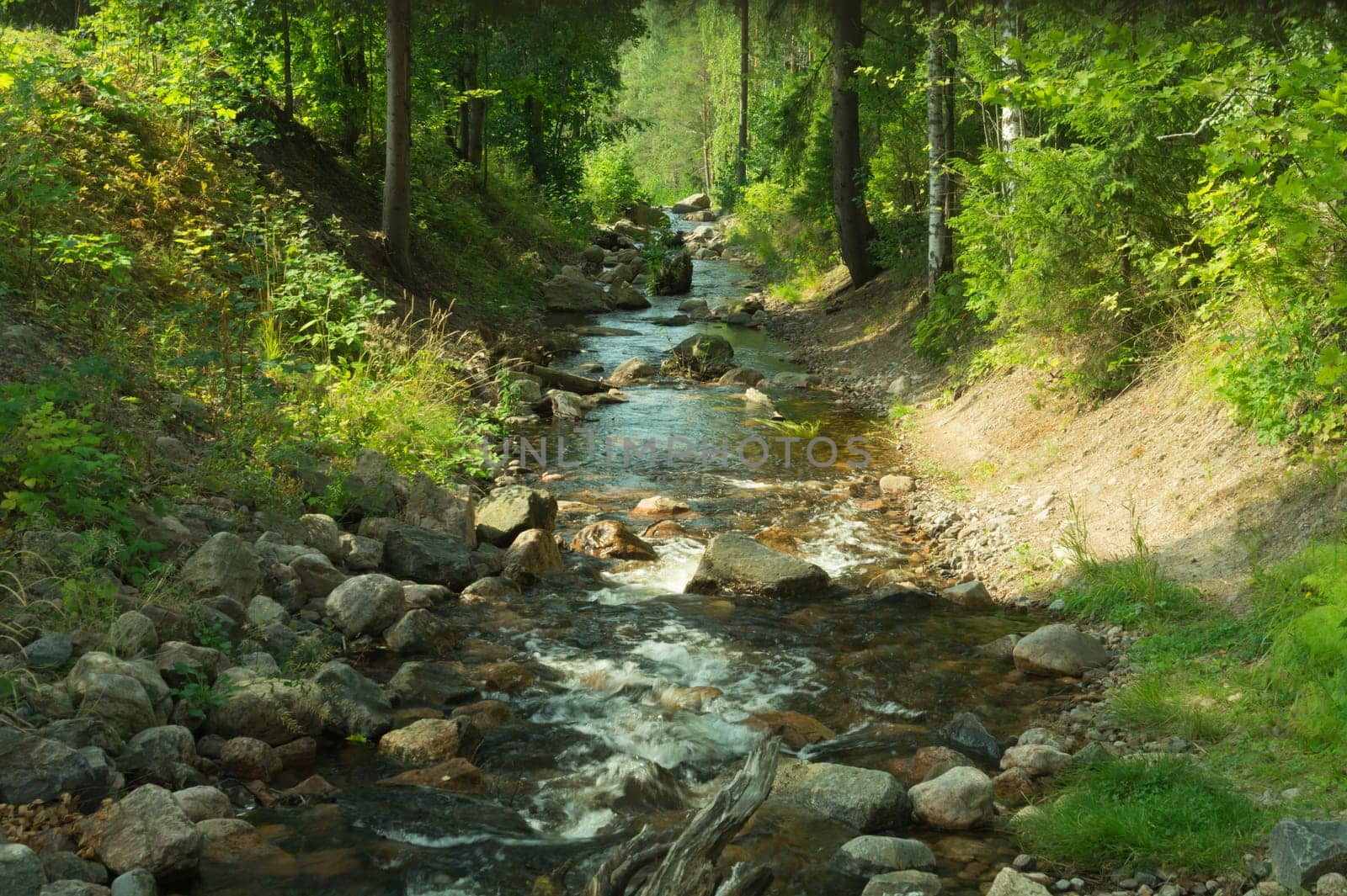 Rocky creek in the forest. river with rocks. dense overgrown forest with flowing stream nature background