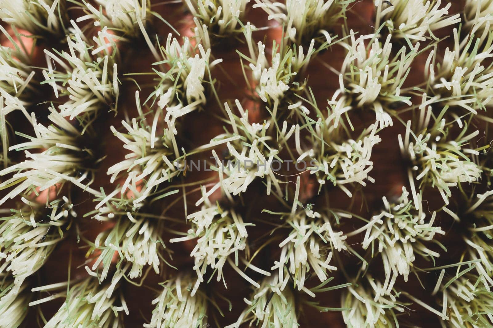 Abstract texture of brush fibers close up. bristle background macro