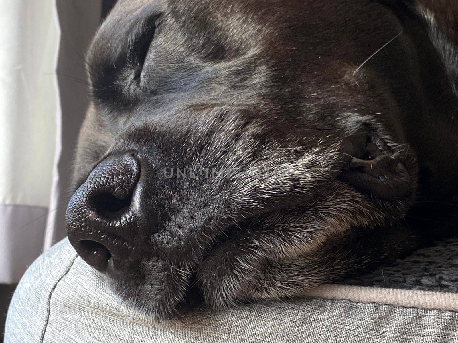 A black Labrador sleeping