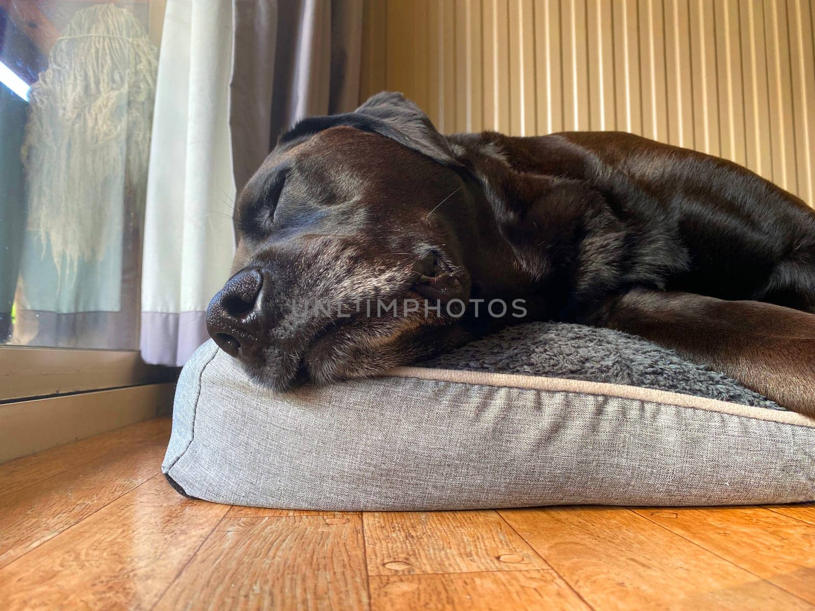 A black Labrador sleeping