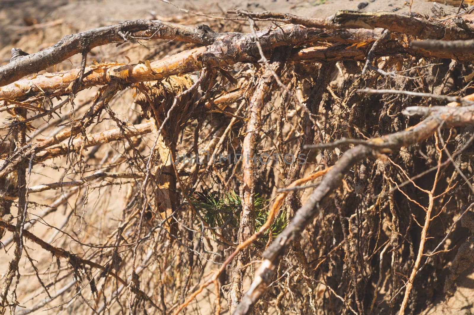 Dry tree roots stick out from the sand. abstract background