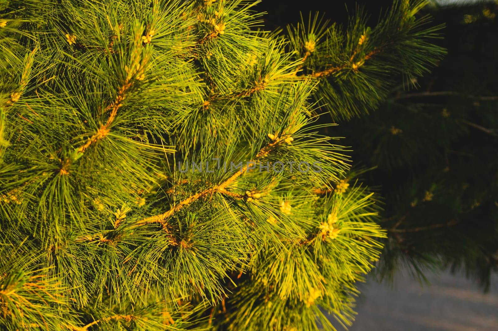 Branch of spruce close up. pine tree background. evergreen forest