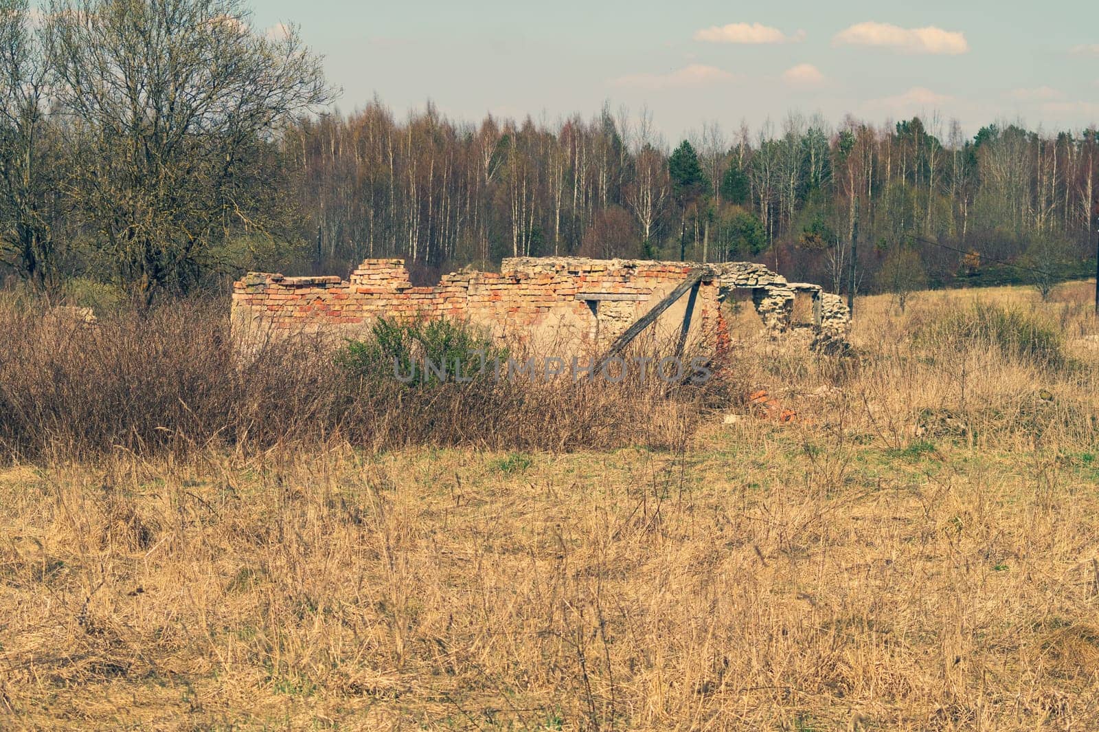 Old abandoned building in the forest. ruined cowshed. rural landscape