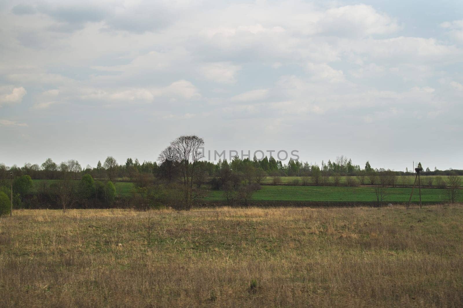 Green field and forest nature background. meadow near the wood