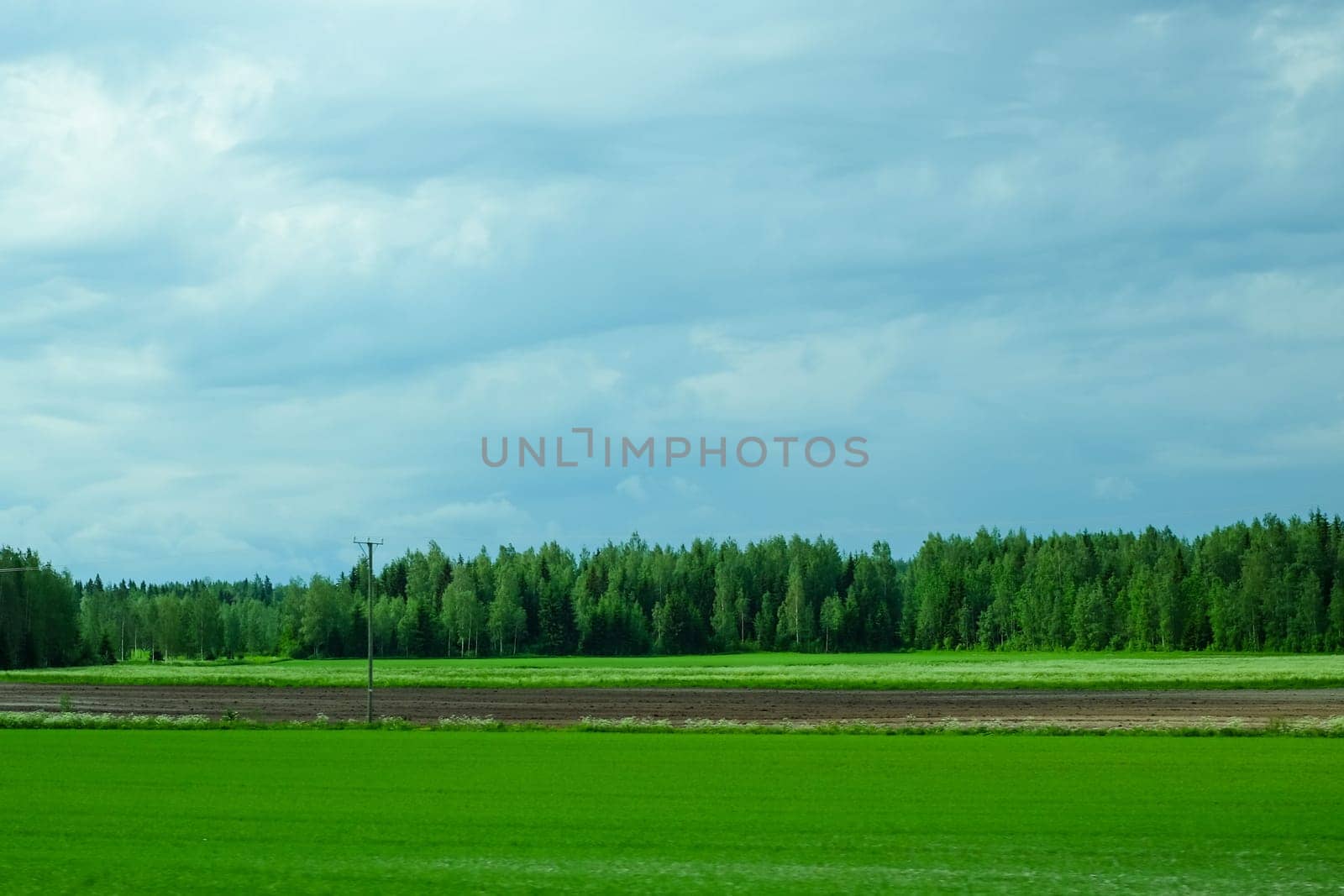 Green field and forest nature background. meadow in the wood