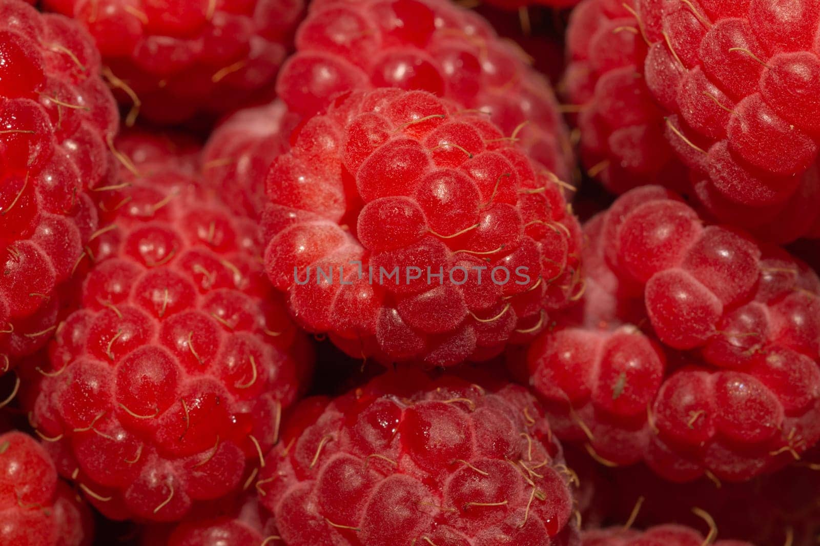 Fresh raspberry close up. ripe raspberries. red berry macro background