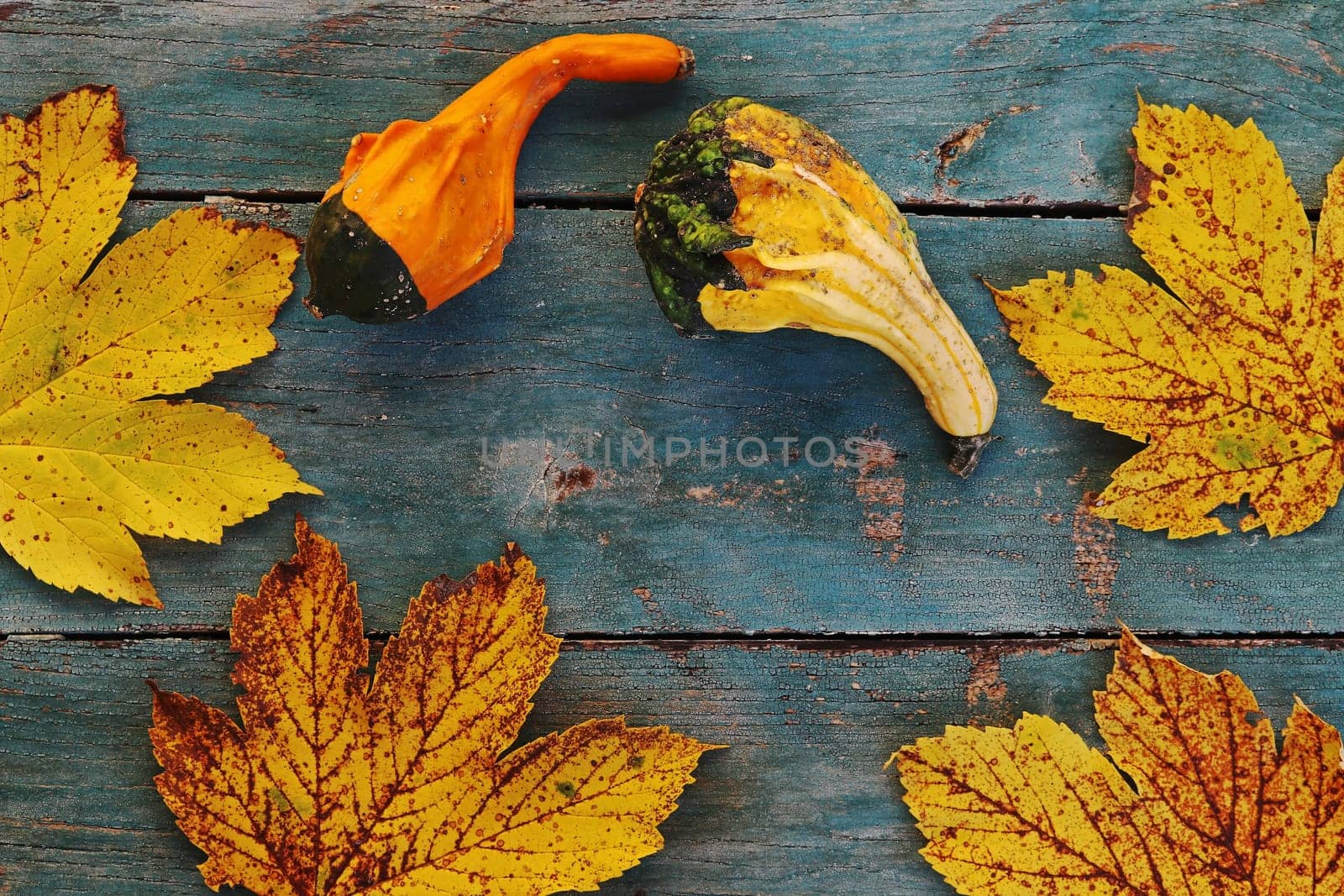 Colorful pumpkins autumn leaves on a blue weathered wooden background