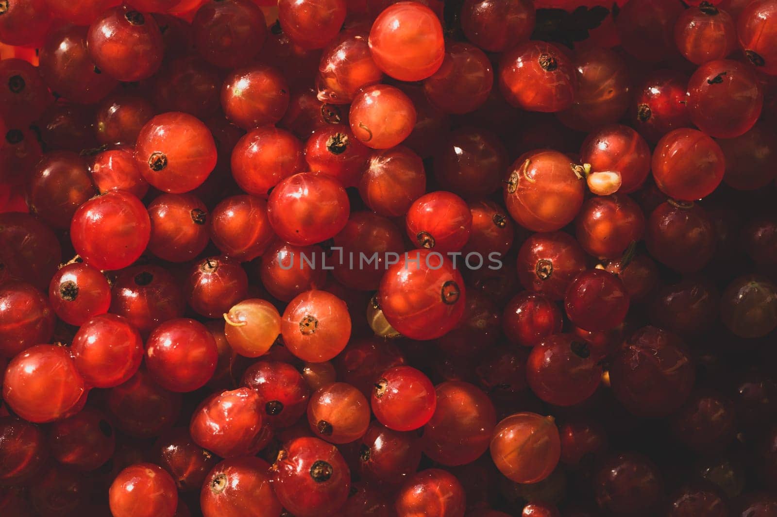 Red currant berries close up. fresh ripe redcurrant macro background