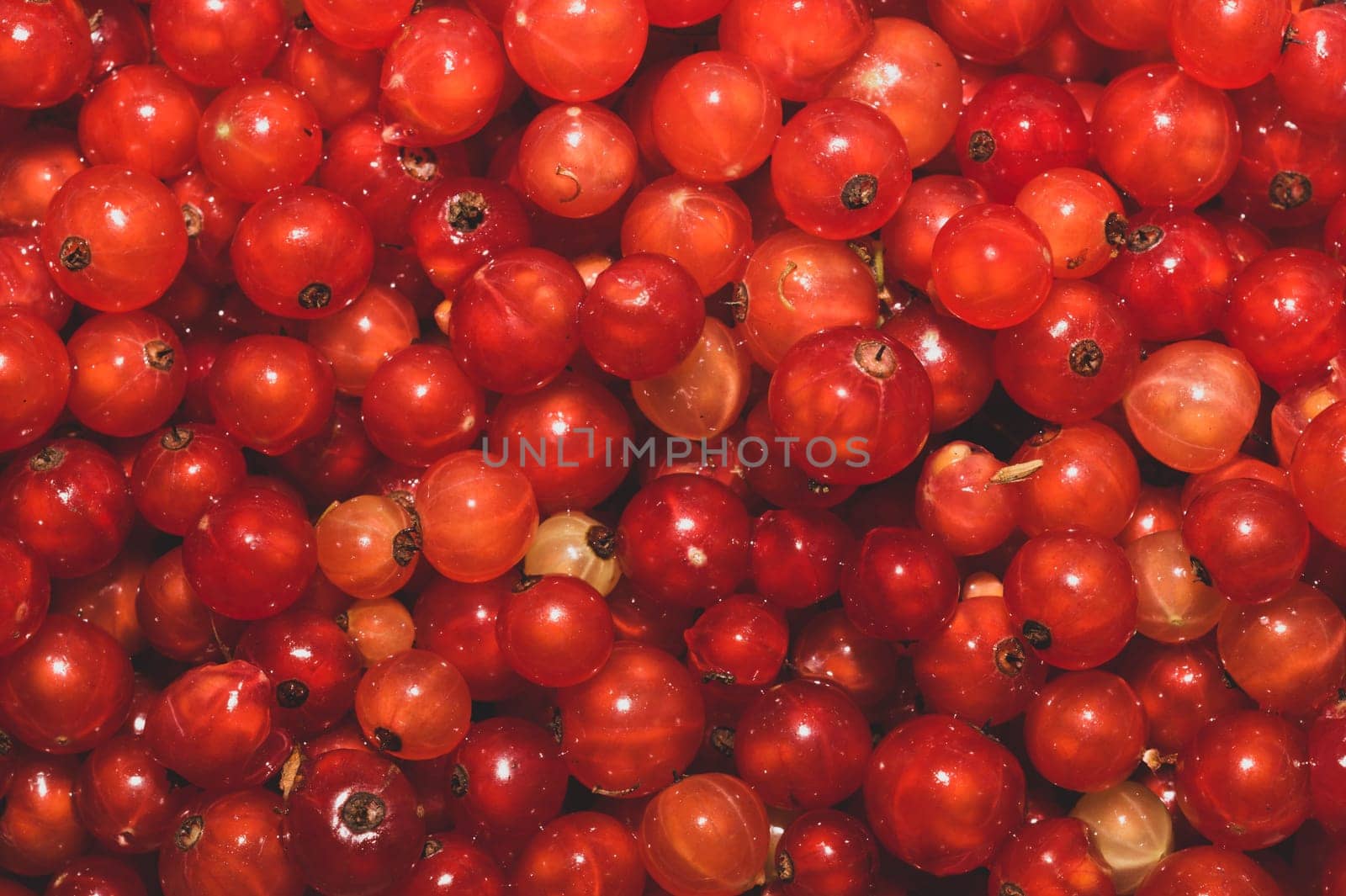 Red currant berries close up. fresh ripe redcurrant macro background