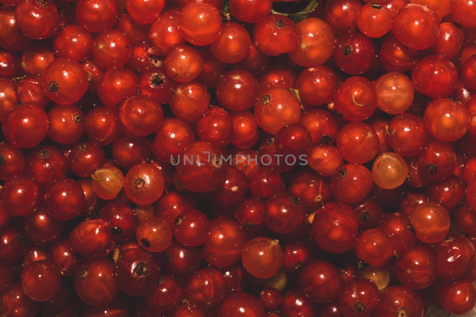 Red currant berries close up. fresh ripe redcurrant macro background