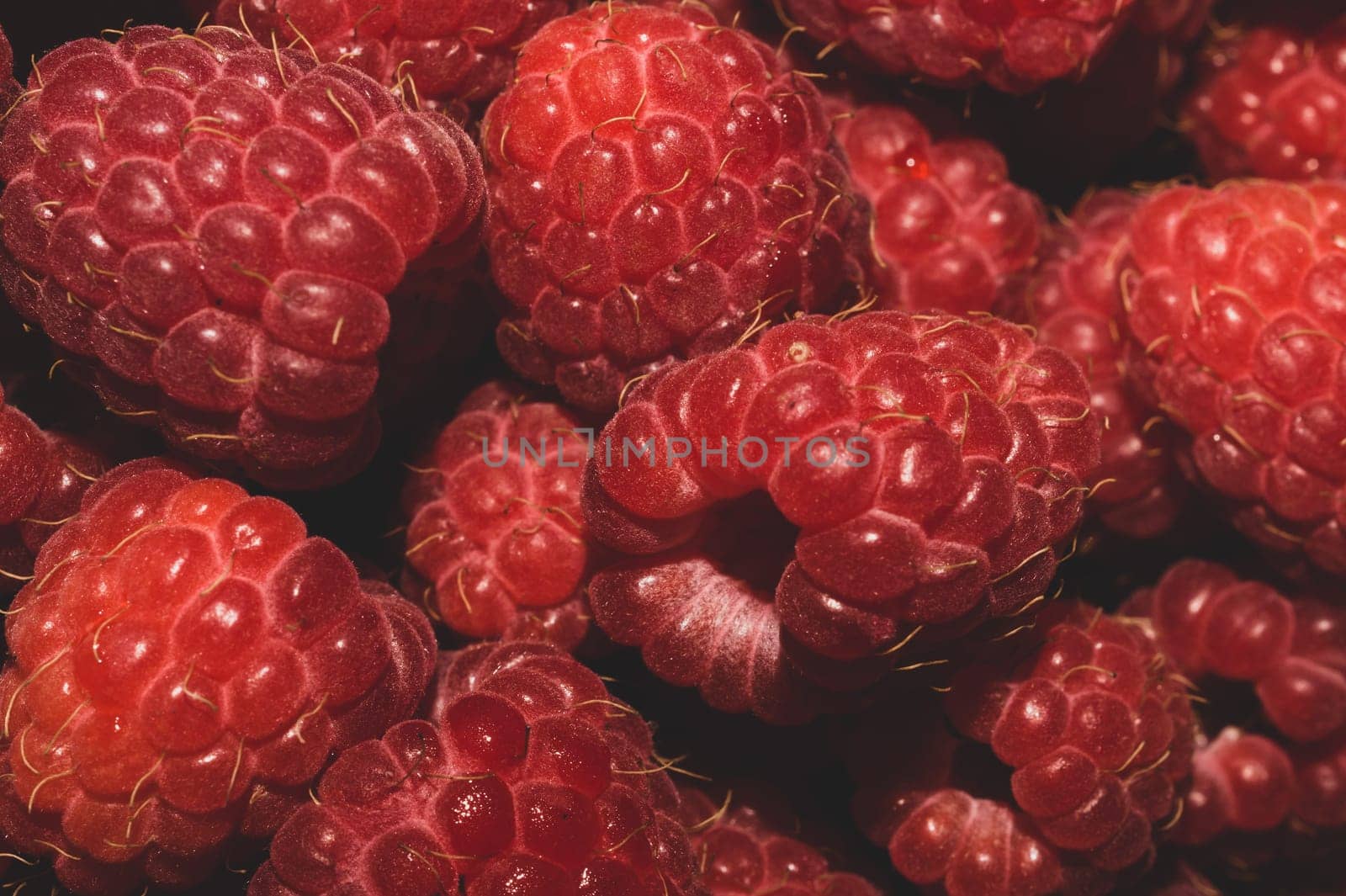 Fresh raspberry close up. ripe raspberries. red berry macro background