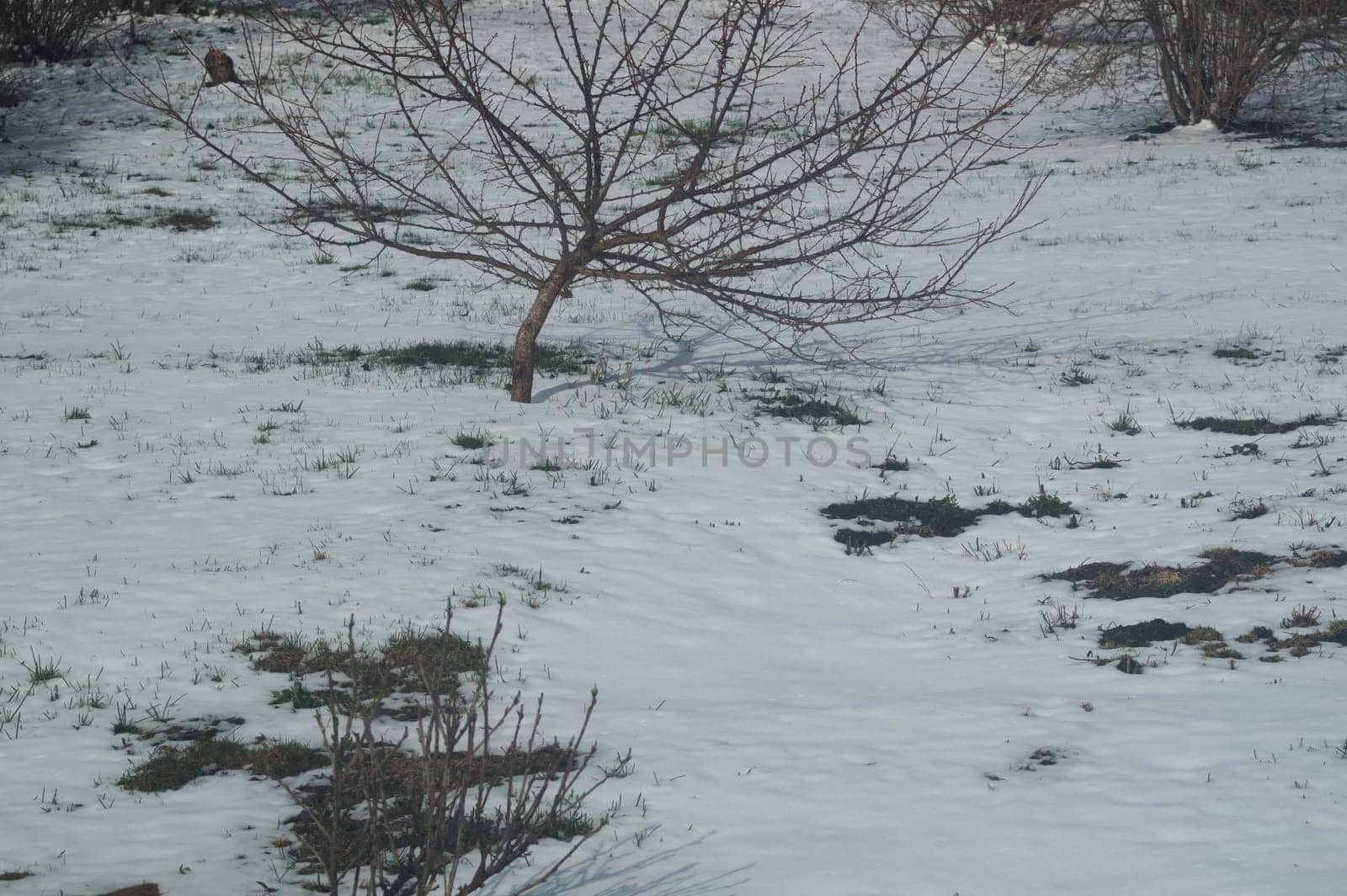 Winter scene with snow covered ground with plants in the courtyard. snowy soil
