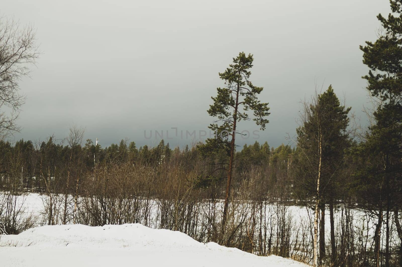 Winter forest. snow landscape with trees and plants