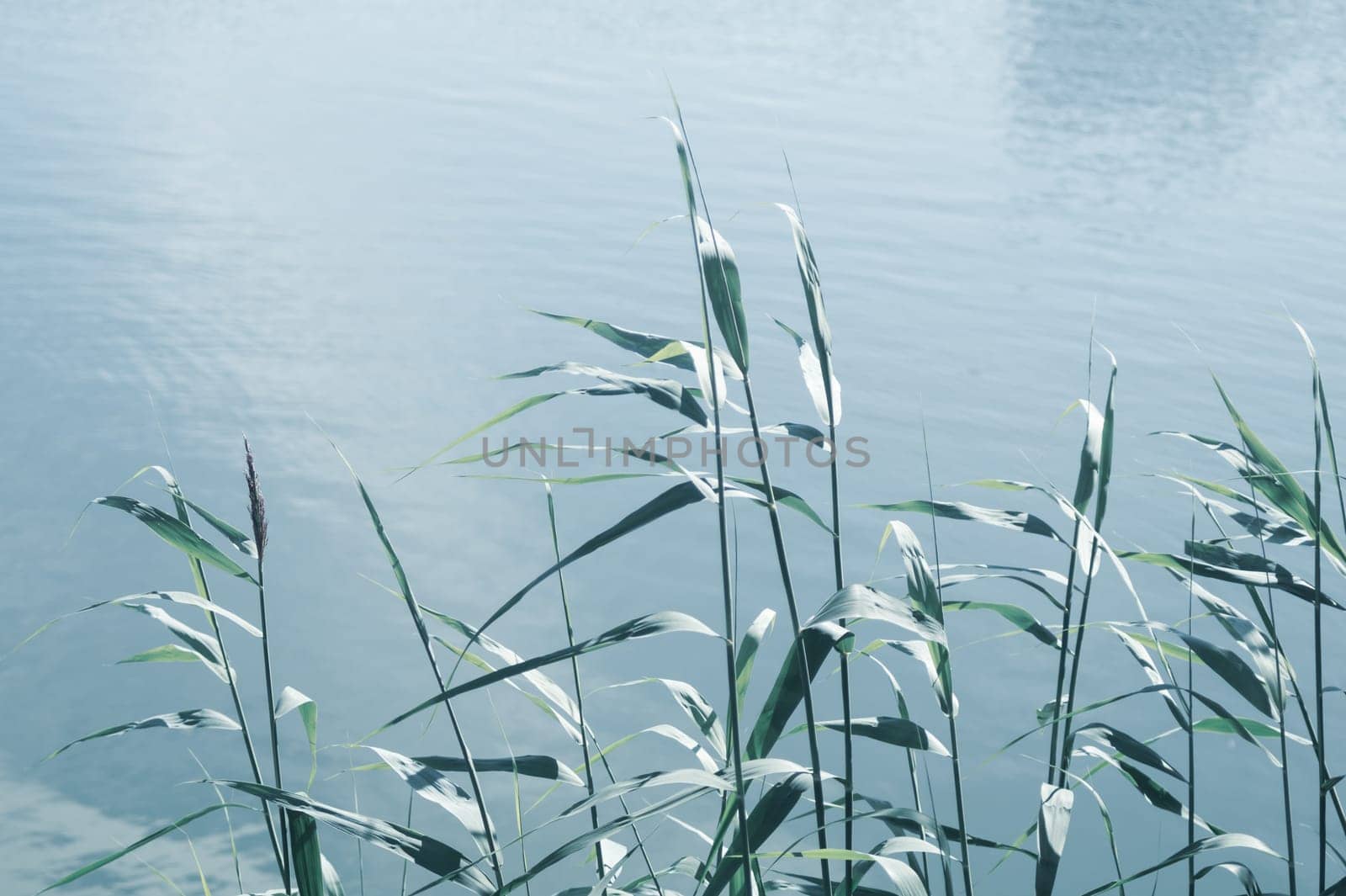 Water plants at the side of a lake