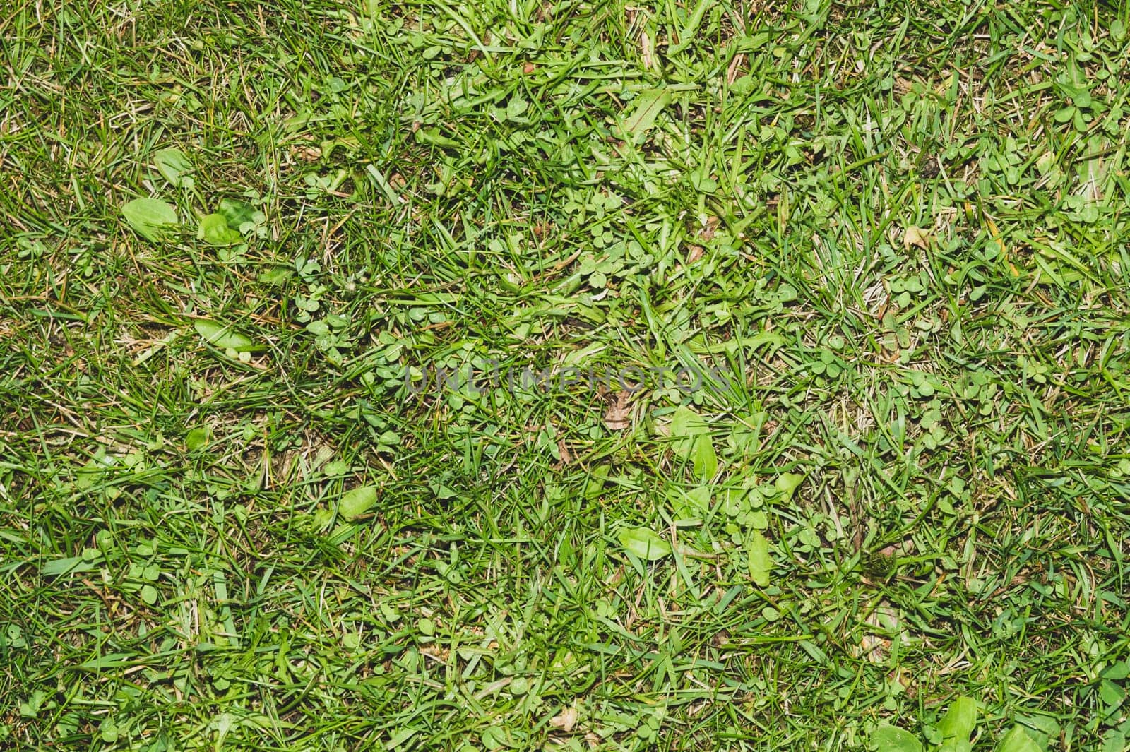 Mowed green grass background. floral texture. nature backdrop