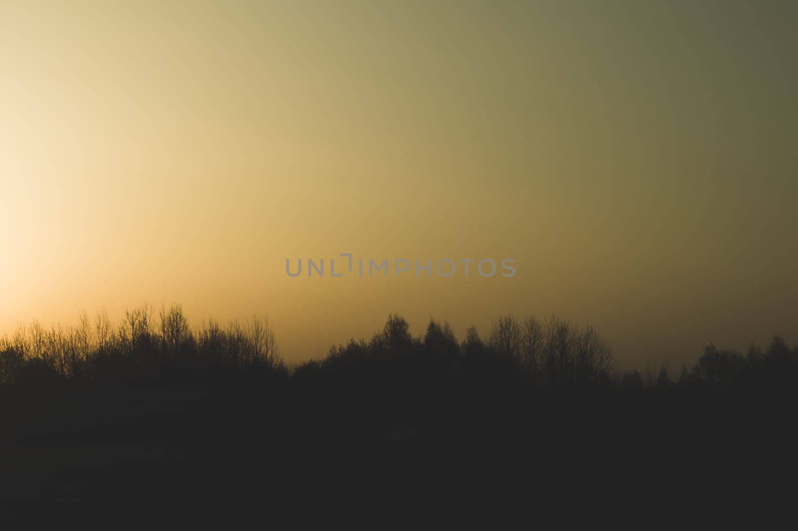 Silhouette of forest at sunset. sun setting behind the forest. evening landscape