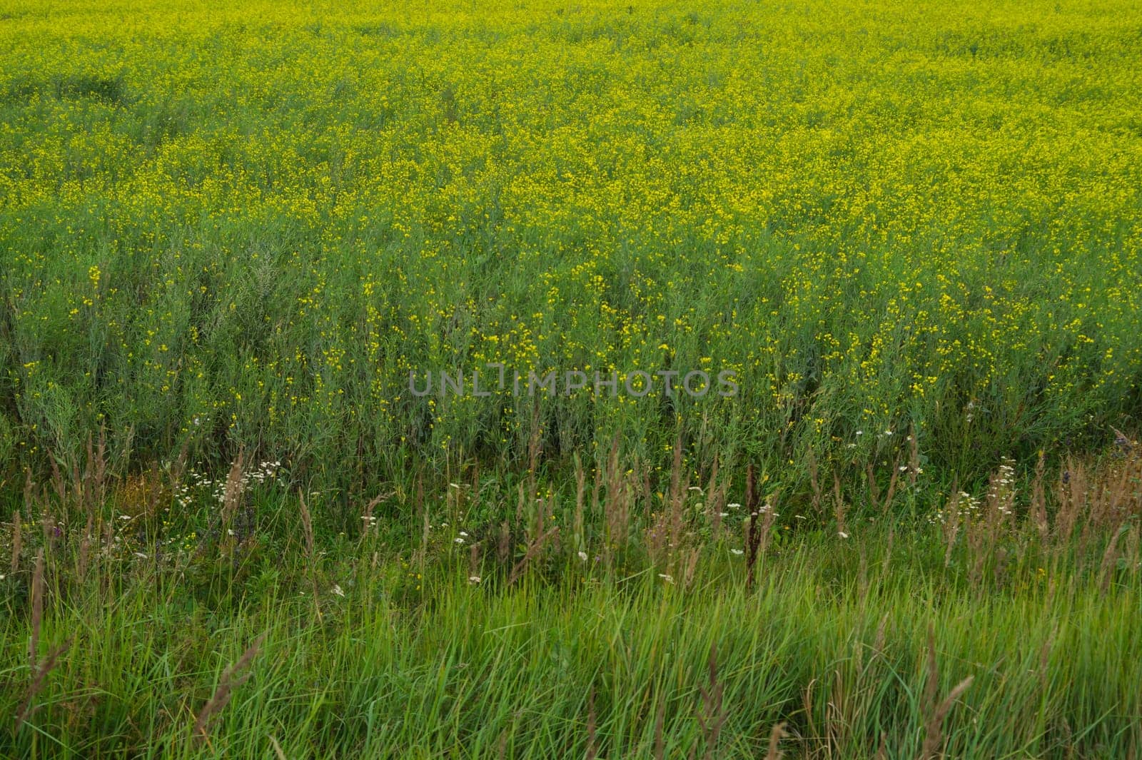 Green meadow background. floral texture. nature backdrop
