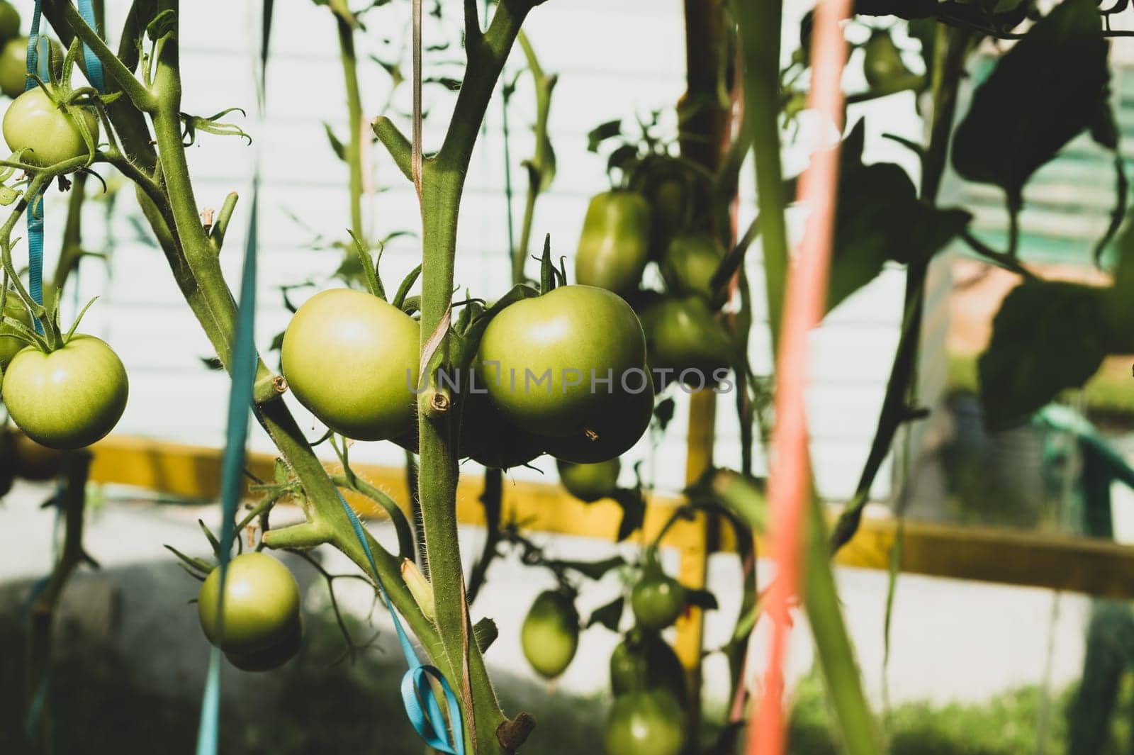 Tomato plant growing in greenhouse. Fresh vegetable hanging on branch. Organic food production. healthy nutrition