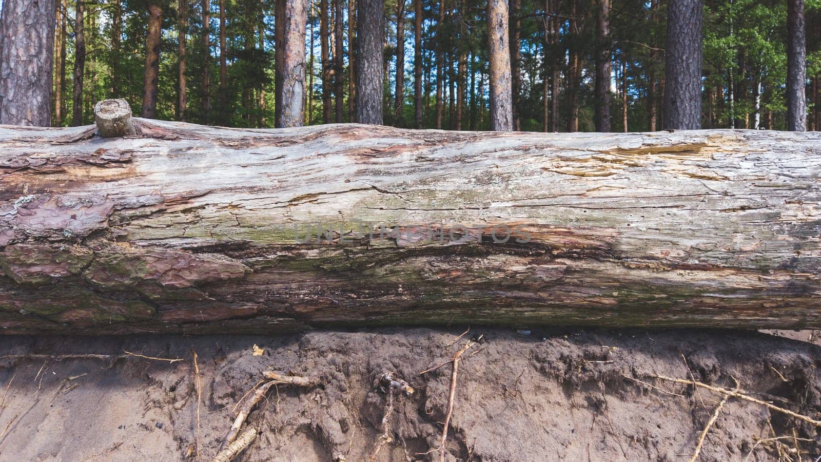 Trunk of a fallen dry tree. old pine log