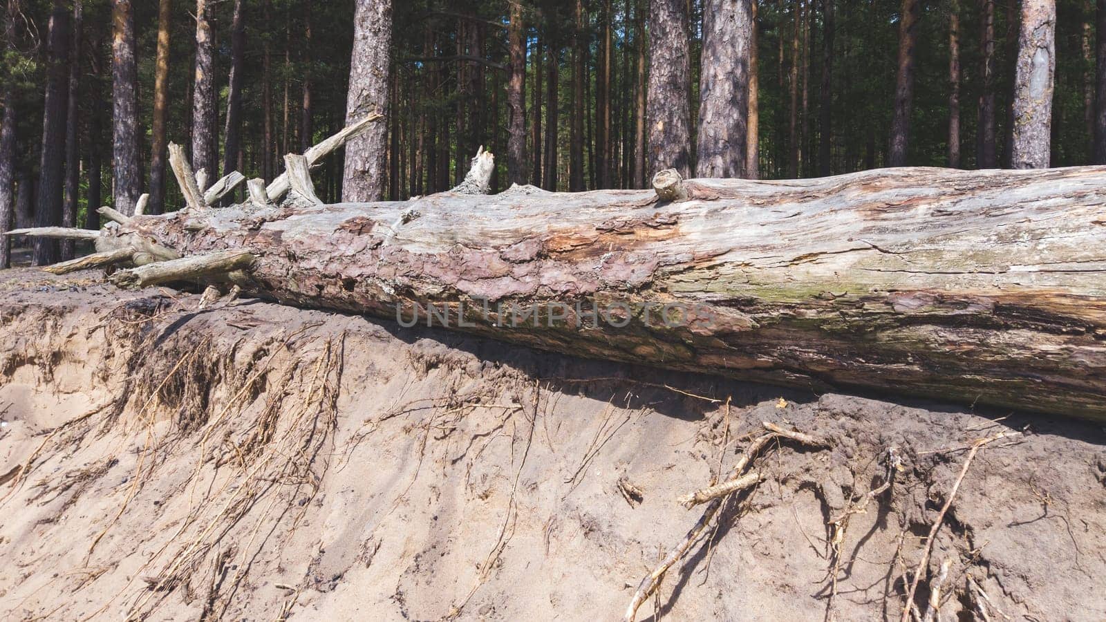 Trunk of a fallen dry tree. old pine log