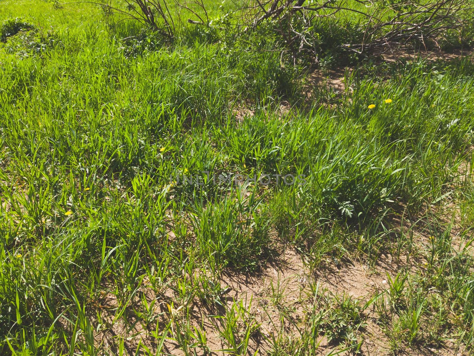 Green grass nature background. plant stems