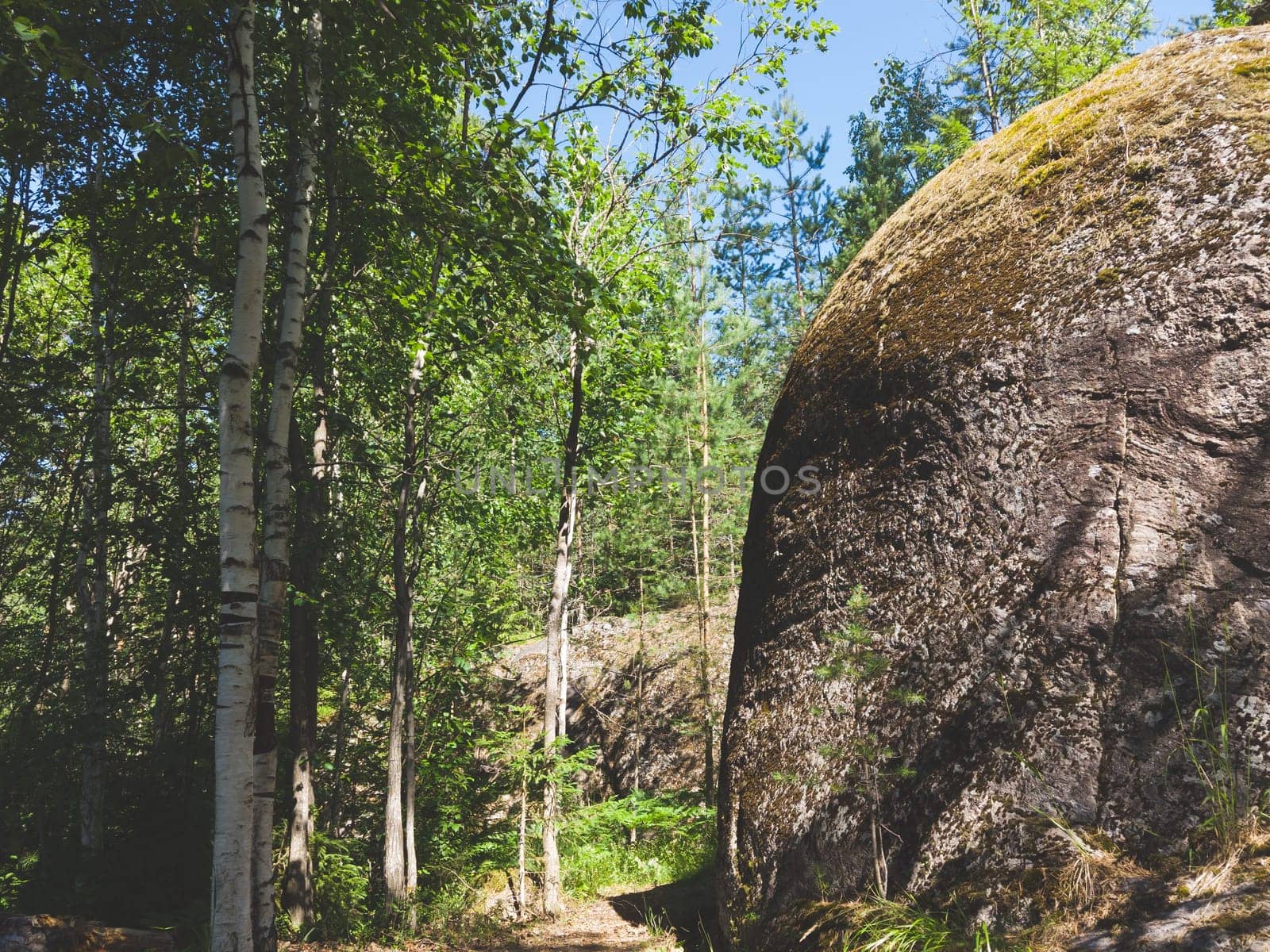 Big overgrown rock in dense forest. nature landscape. green foliage. summer day