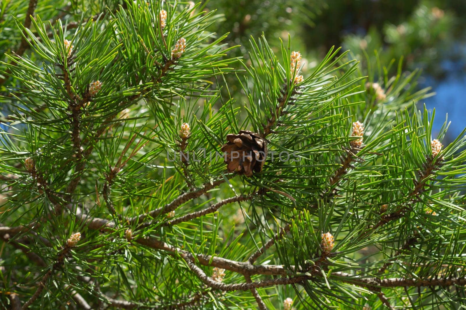 Pine tree close up. branches of spruce