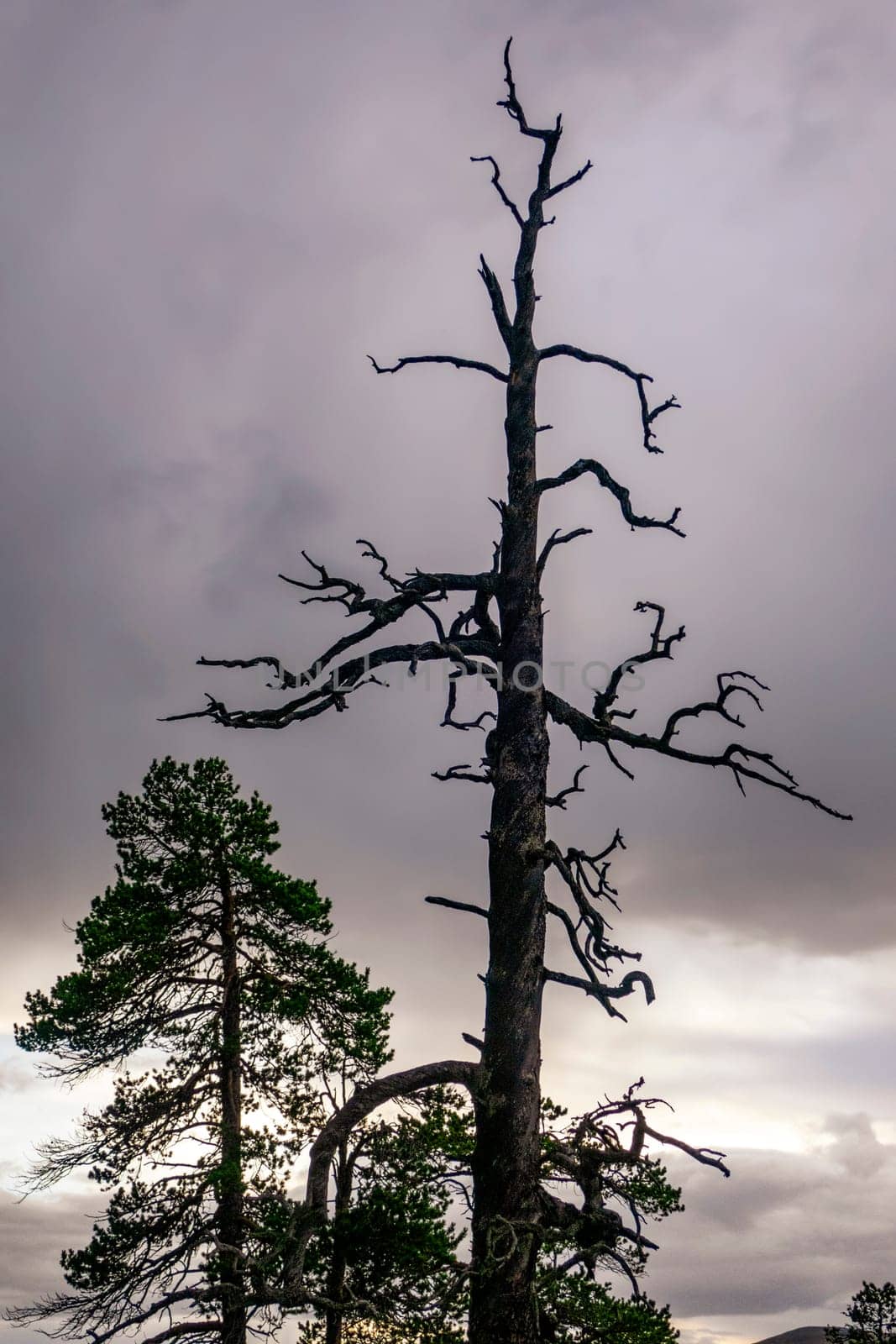 a Skeleton tree in winter