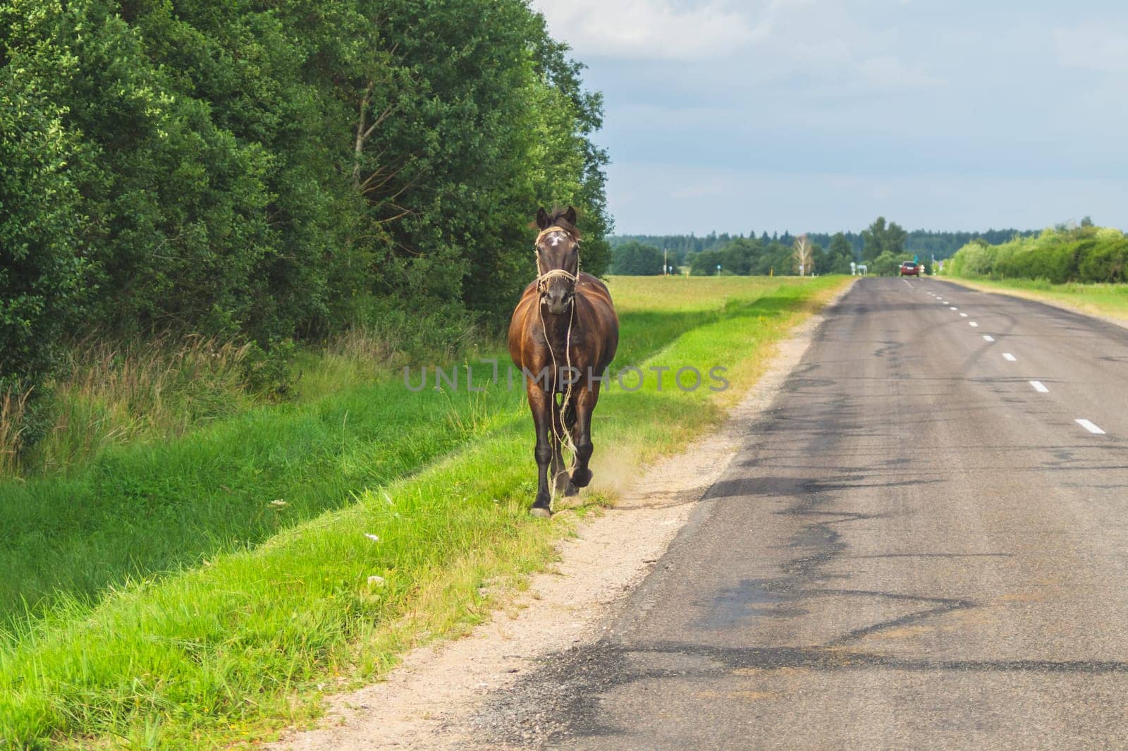 Lonely brown horse crossing the road. runaway horse in the countryside