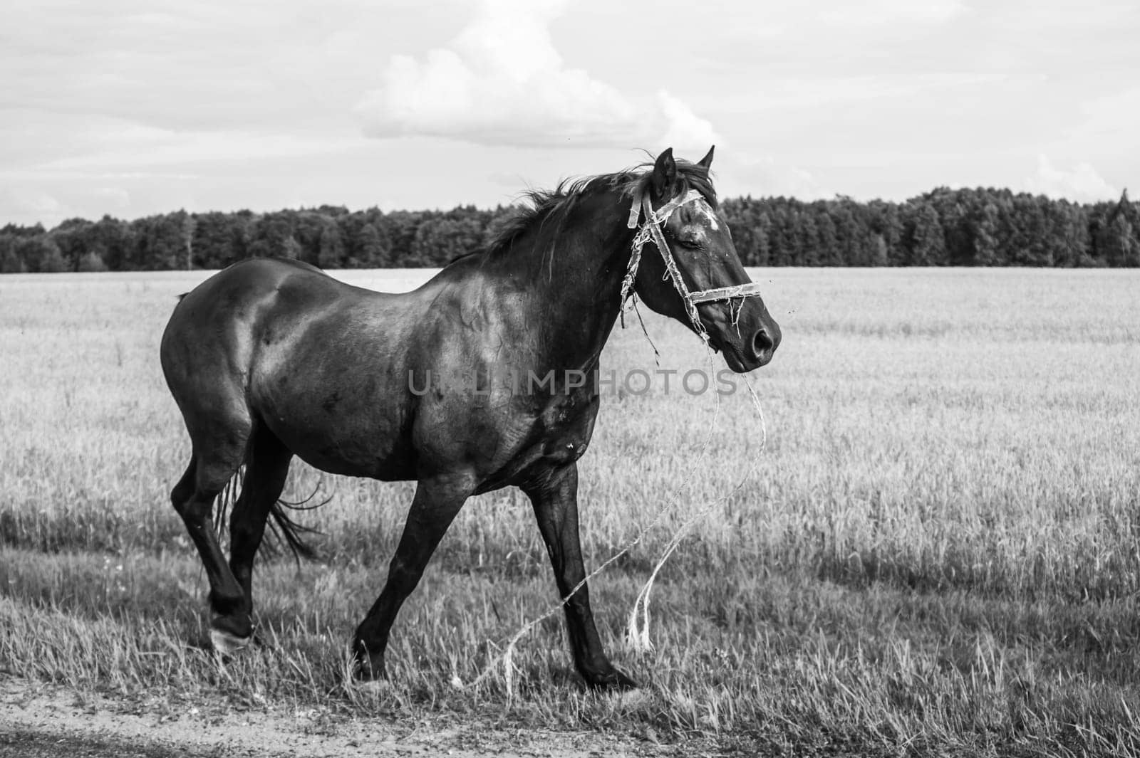 Lonely horse walks on the road. runaway horse in the countryside. black and white