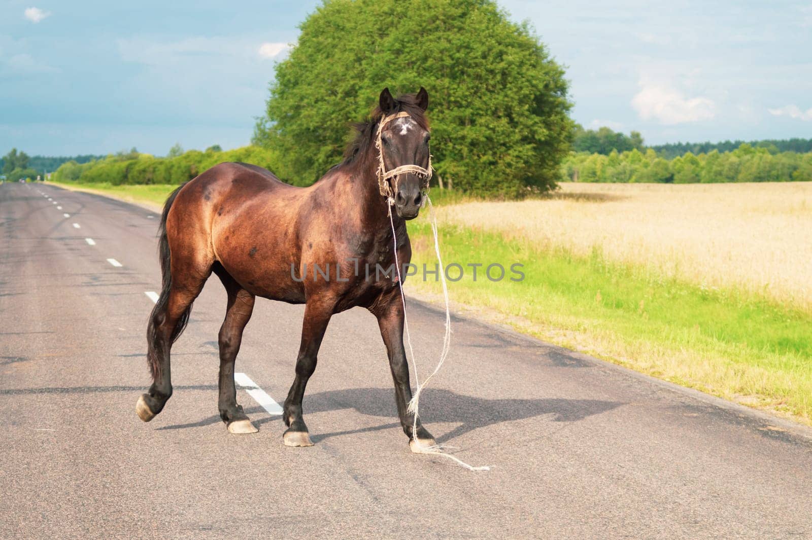 Lonely brown horse crossing the road. runaway horse in the countryside